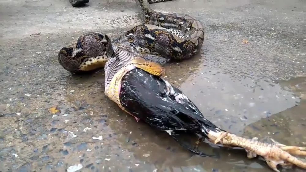 Snake Regurgitates Rooster