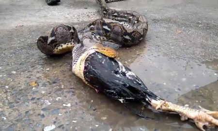 Snake Regurgitates Rooster