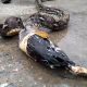 Snake Regurgitates Rooster