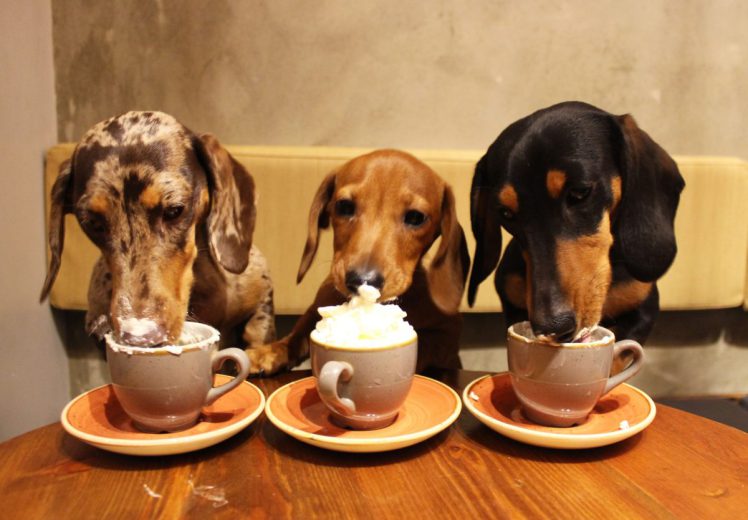 The World s First Sausage Dog  Cafe  Is Coming To The UK 