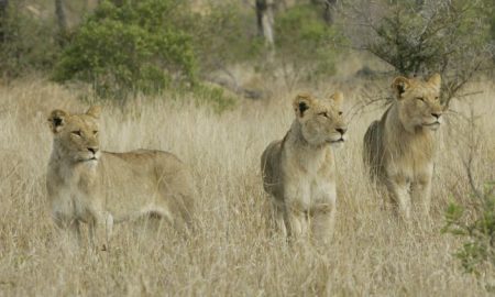 Lions