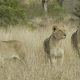 Lions
