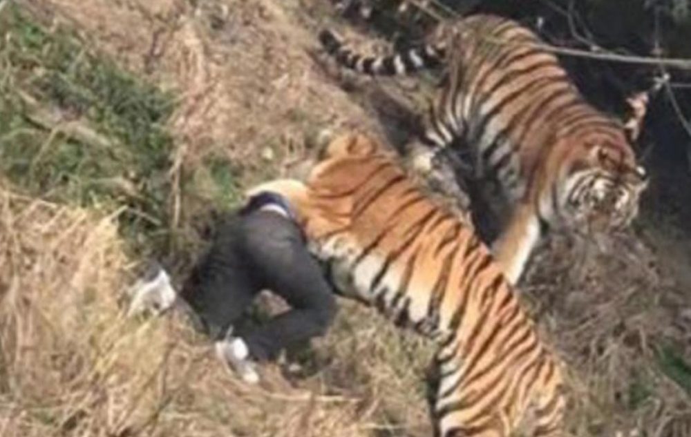 Man Mauled Tiger