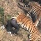 Man Mauled Tiger