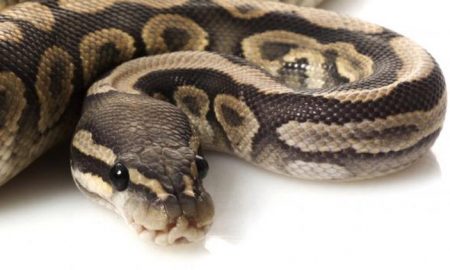 Python