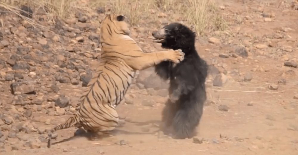 Tiger And Bear Fight