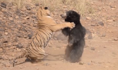 Tiger And Bear Fight