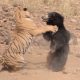 Tiger And Bear Fight