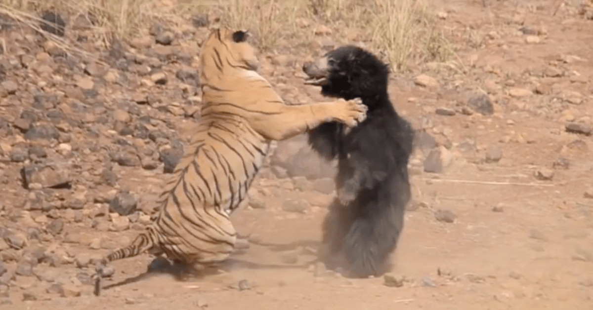 Watch A Tiger And A Bear Fight In The Desert Watch A Tiger And A Bear Fight In The Desert