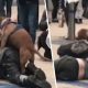 Dog Humping Leg