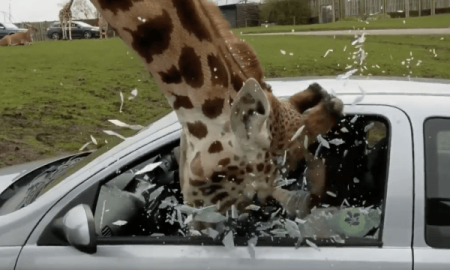 Giraffe Smash