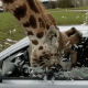 Giraffe Smash