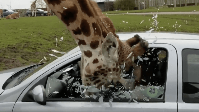 Giraffe Smash