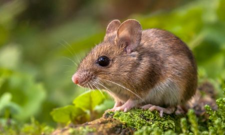 Marijuana Mice