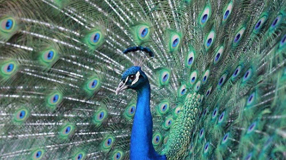 Peacock