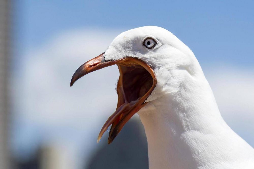 Seagull