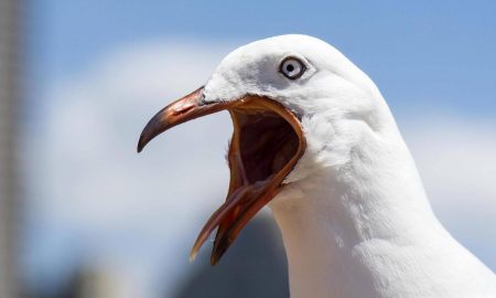 Seagull