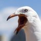 Seagull