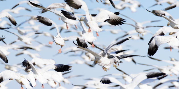 Close-Up Of Seagulls FlyingClose-Up Of Seagulls Flying