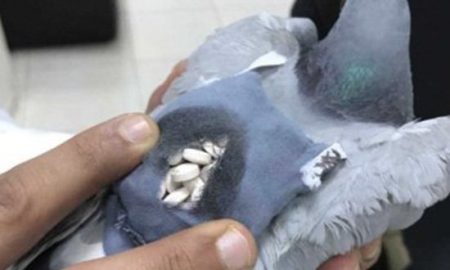Pigeon Ecstasy