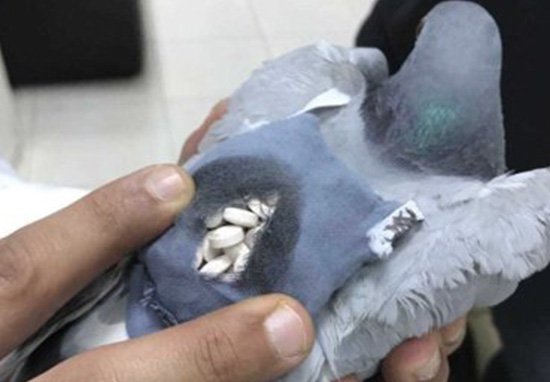 Pigeon Ecstasy