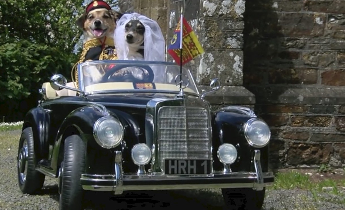 Royal Wedding Dogs