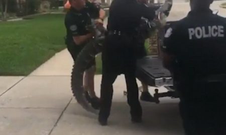 Alligator Headbutt