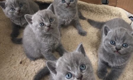 Kitten