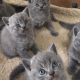 Kitten