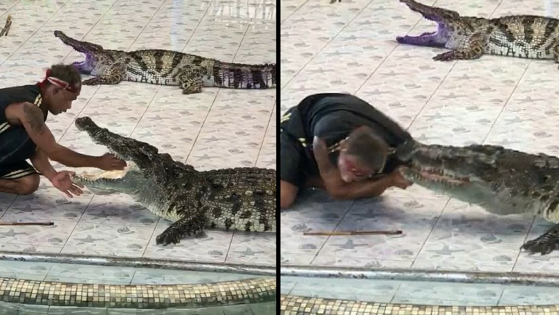 Crocodile Bites Arm