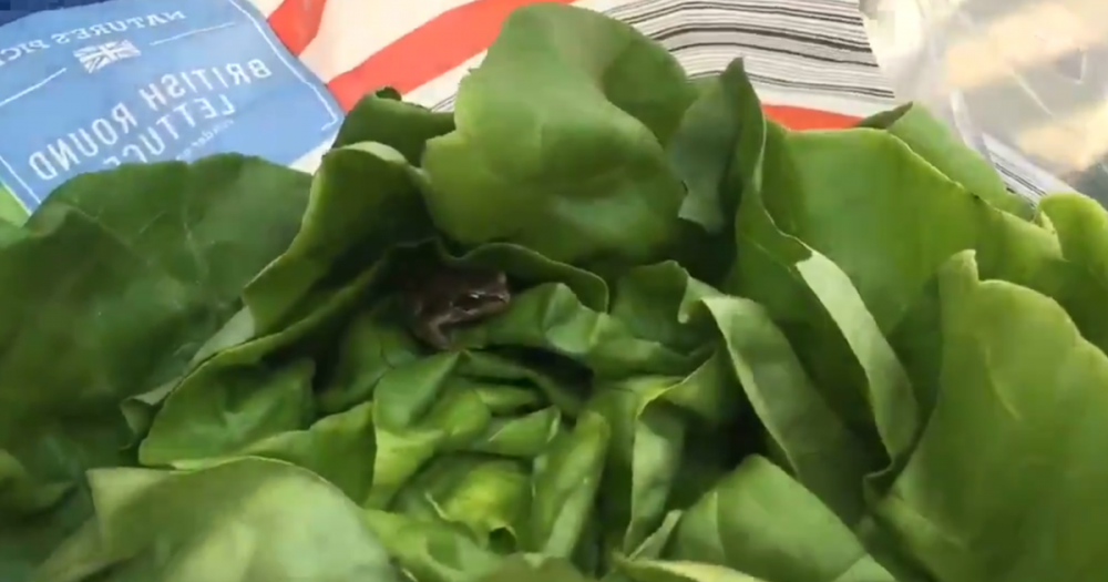 Frog Lettuce