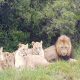 Rhino poachers eaten by lions
