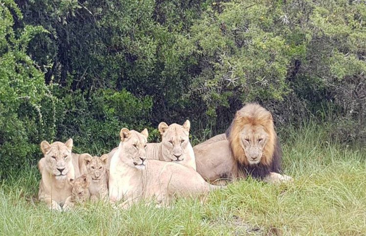 Rhino poachers eaten by lions