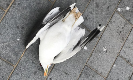 Seagull Dead 1