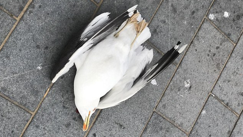 Seagull Dead 1