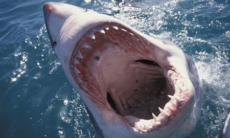 A great white shark  look out for one near Britain soon.