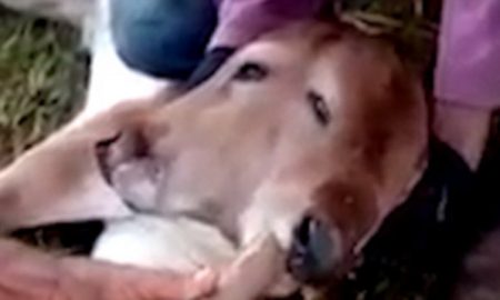 Two Headed Cow