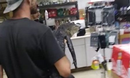 Aligator