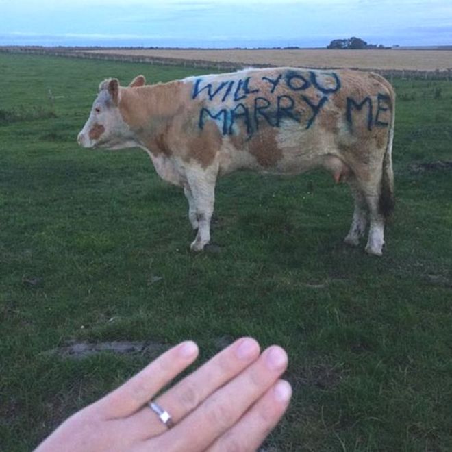 Cow Marriage 1