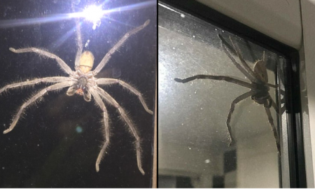 Huntsman 1