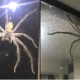 Huntsman 1