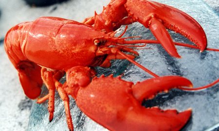 Lobster