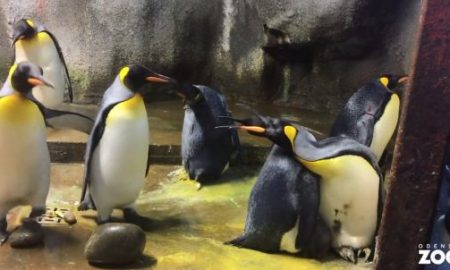 Gay Penguins