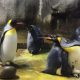 Gay Penguins