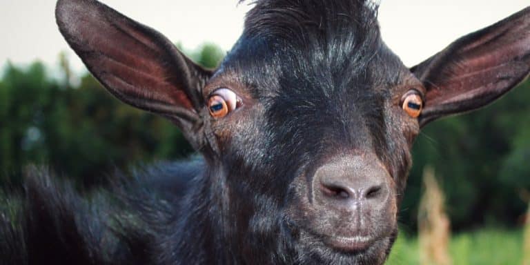 Aggressive Goats Addicted To Human Urine Were Airlifted Out Of National Park To Prevent Further Attacks