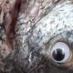 Googly y