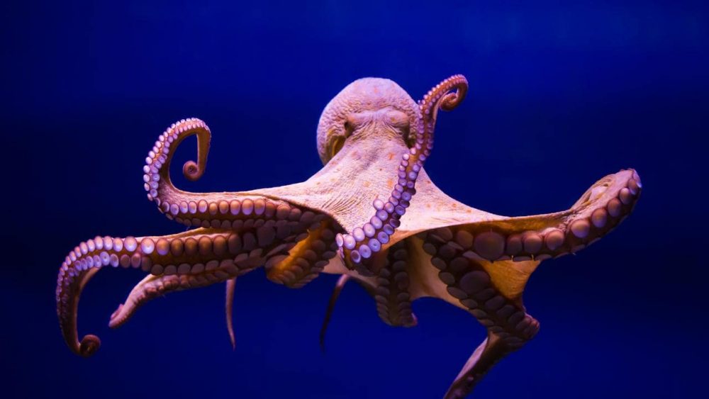 Octopus 1