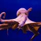 Octopus 1