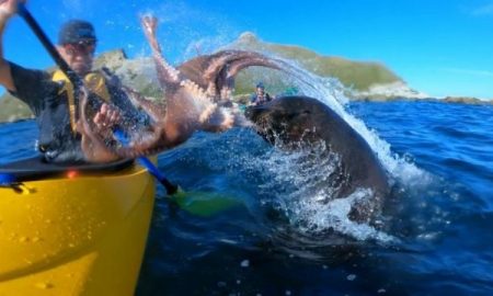 Seal Slap