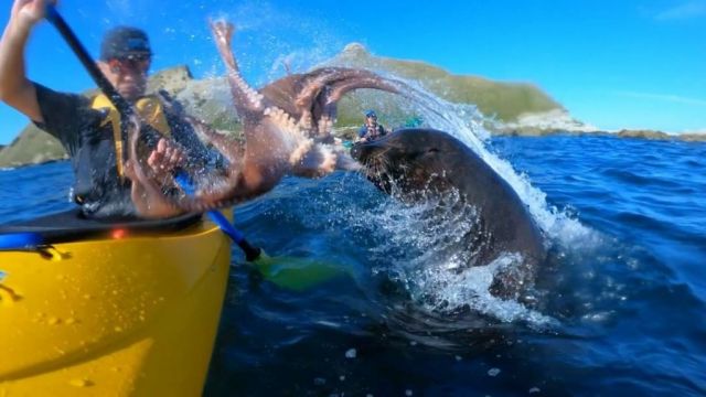 Seal Slap